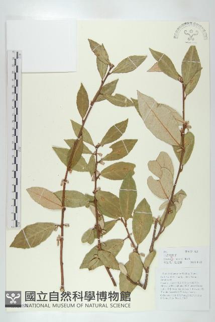 宜昌胡頹子藏品圖，第1張