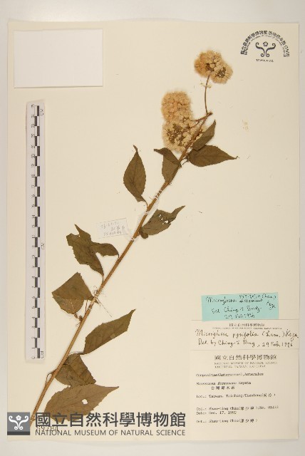 小舌菊、蔓綿菜藏品圖，第1張