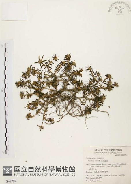 毛馬齒莧藏品圖，第1張