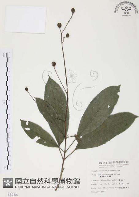 山香圓藏品圖，第1張