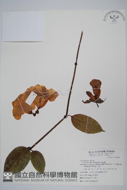 月桂藤藏品圖，第1張