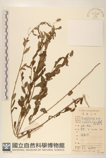 雞兒腸藏品圖，第1張