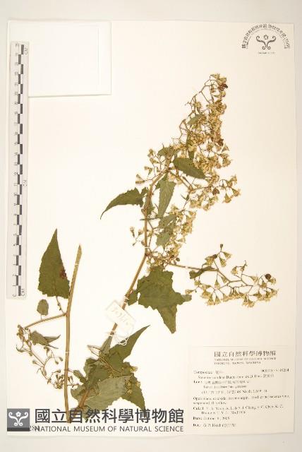 蔓黃菀藏品圖，第1張