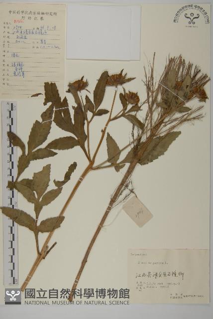 狼把草藏品圖，第1張