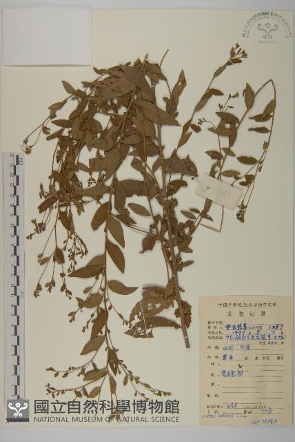 雞兒腸藏品圖，第1張