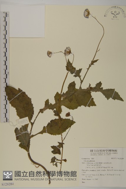 登錄號:S128284藏品圖，第1張