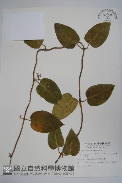 鷗蔓藏品圖，第1張