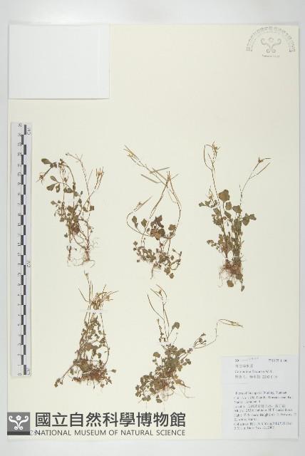 焊菜藏品圖，第1張