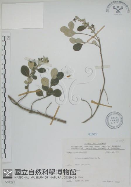 海埔姜藏品圖，第1張