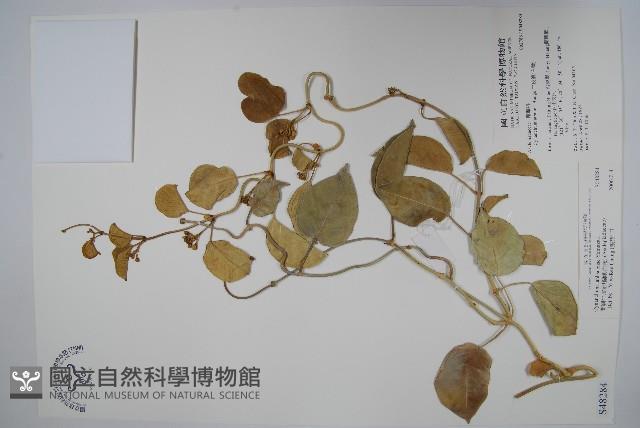 蘭嶼牛皮消、蘭嶼白薇藏品圖，第1張