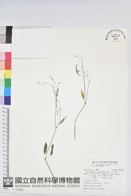 禾葉大戟藏品圖，第1張