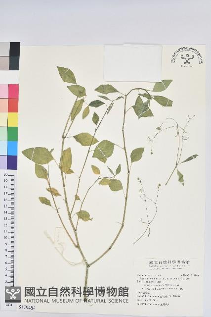 禾葉大戟藏品圖，第1張