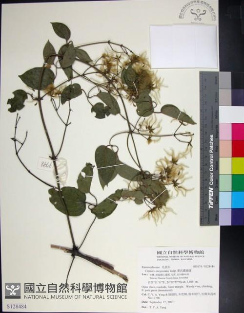 麥氏鐵線蓮藏品圖，第1張