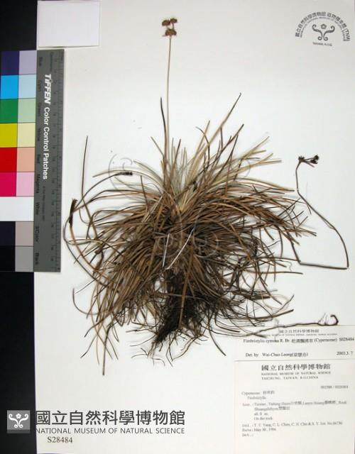 乾溝飄拂草藏品圖，第1張