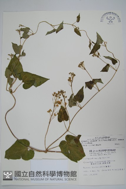 薄葉牛皮消藏品圖，第1張
