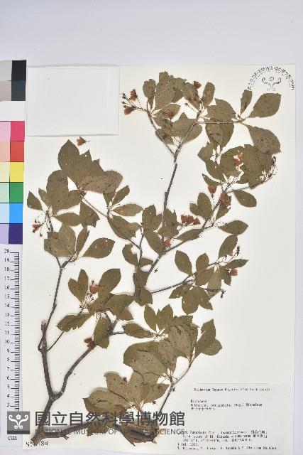 鐘鈴花、美鈴兒花、黃吊鐘花、鈴兒花藏品圖，第1張