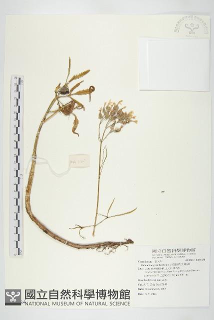 小燈籠草、大還魂藏品圖，第1張