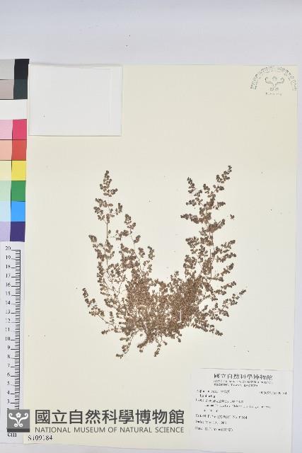 登錄號:S109184藏品圖，第1張