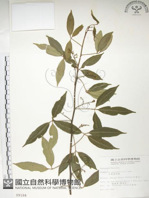 飛龍掌血藏品圖，第1張