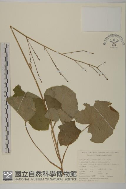 腺梗菜藏品圖，第1張