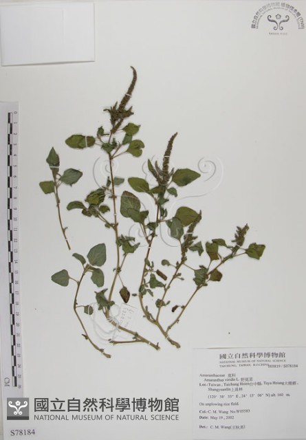 野莧菜藏品圖，第1張