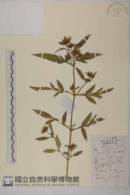 狼把草藏品圖，第1張