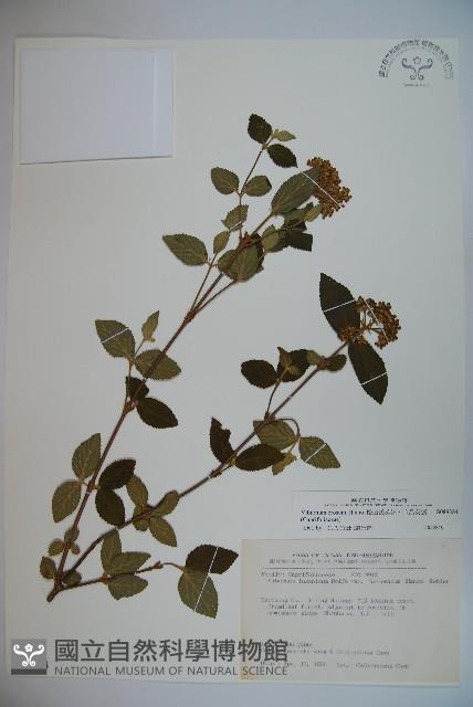 松田氏莢迷、宜昌莢迷藏品圖，第1張