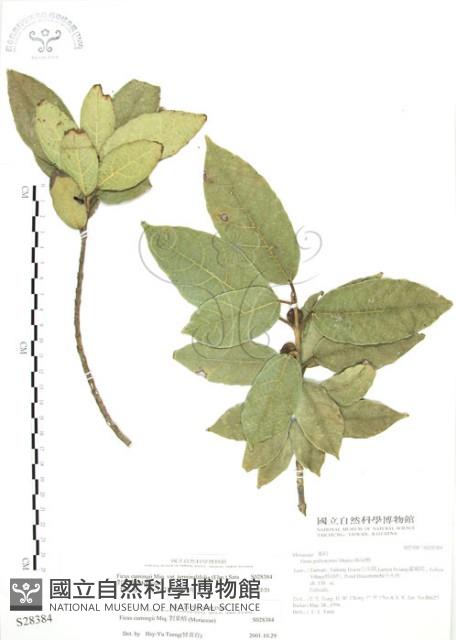 對葉榕藏品圖，第1張