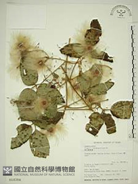 銹毛鐵線蓮藏品圖，第1張