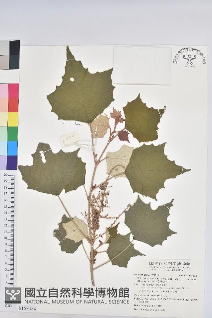 台灣白匏子藏品圖，第1張