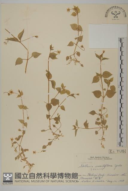 登錄號:S058384藏品圖，第1張