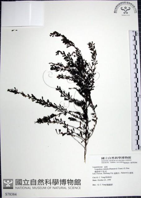 鐵掃帚、千里光藏品圖，第1張