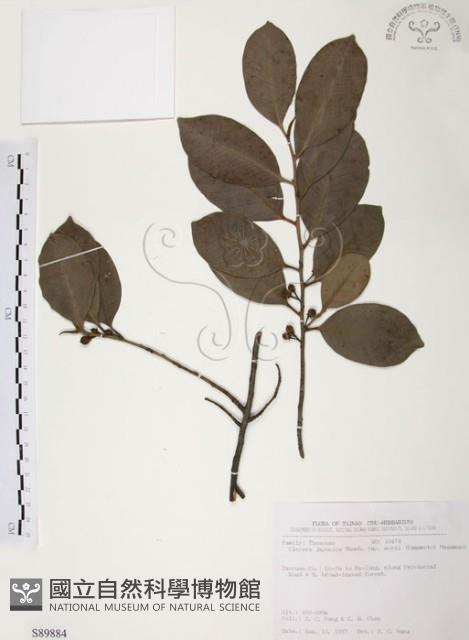 森氏紅淡比藏品圖，第1張