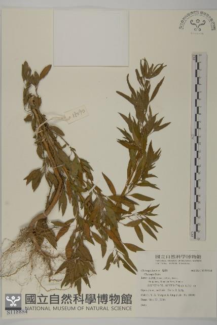 登錄號:S118884藏品圖，第1張