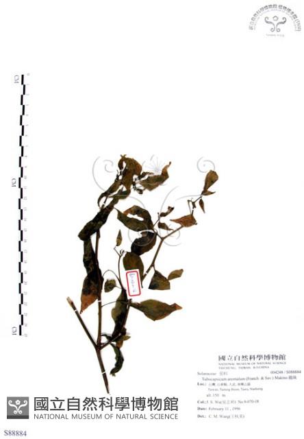 龍珠藏品圖，第1張