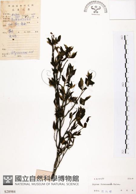 烏皮九芎、奮起湖野茉莉藏品圖，第1張