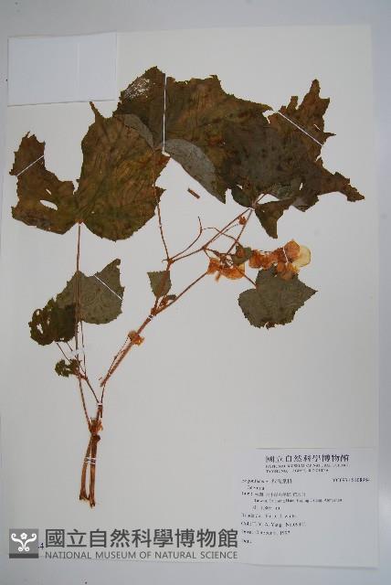 登錄號:S108984藏品圖，第1張