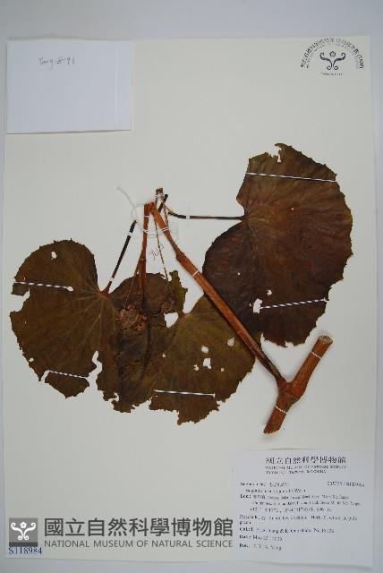 登錄號:S118984藏品圖，第1張