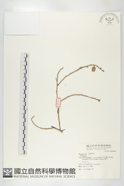 登錄號:S068984藏品圖，第1張