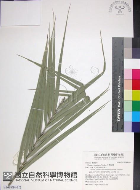 台灣海棗藏品圖，第1張