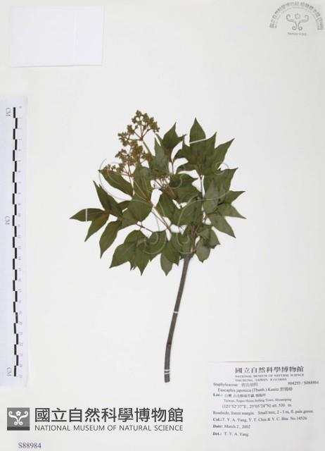 野鴉椿藏品圖，第1張