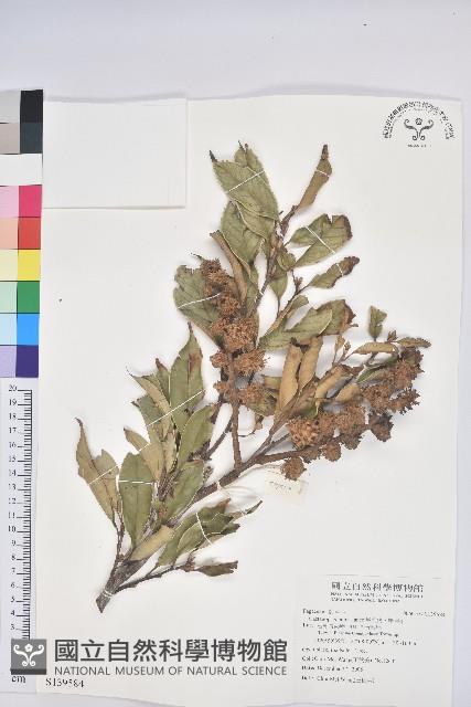 星刺栲、羅浮錐藏品圖，第1張