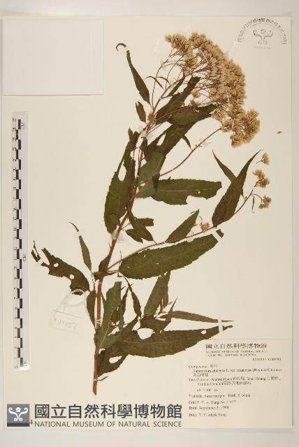 Accession Number:S069584 Collection Image, Figure 1, Total 2 Figures