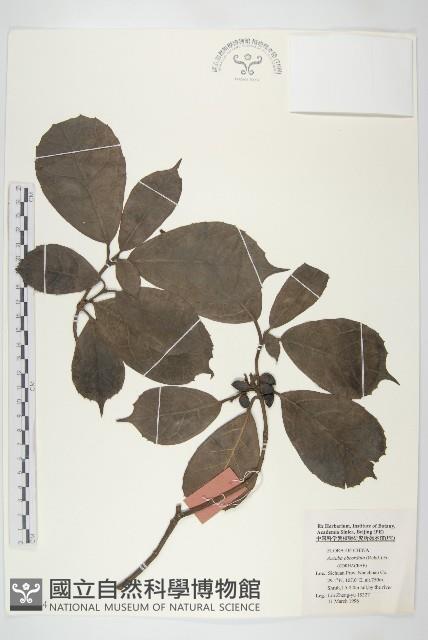 倒心葉珊瑚藏品圖，第1張