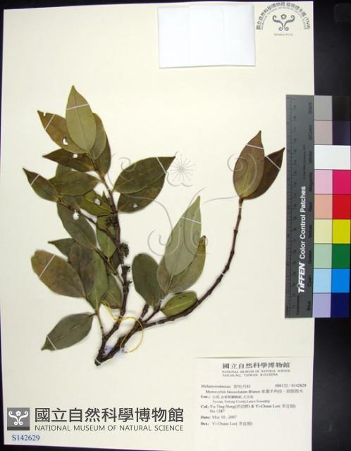 革葉羊角扭、細脈榖木藏品圖，第1張