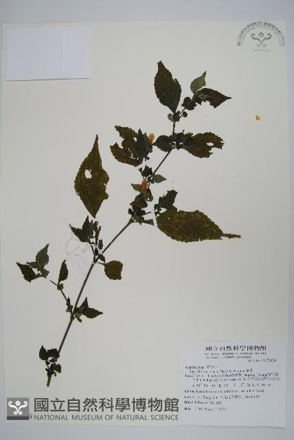 曲莖馬藍藏品圖，第1張