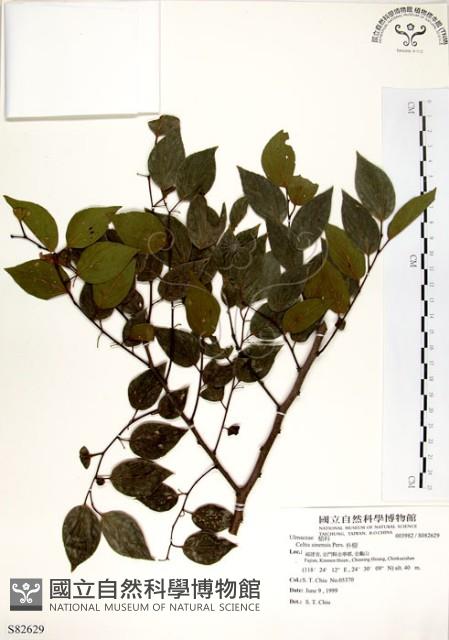 朴樹藏品圖，第1張