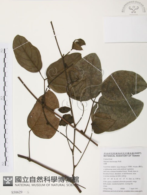 血藤、青山籠藏品圖，第1張