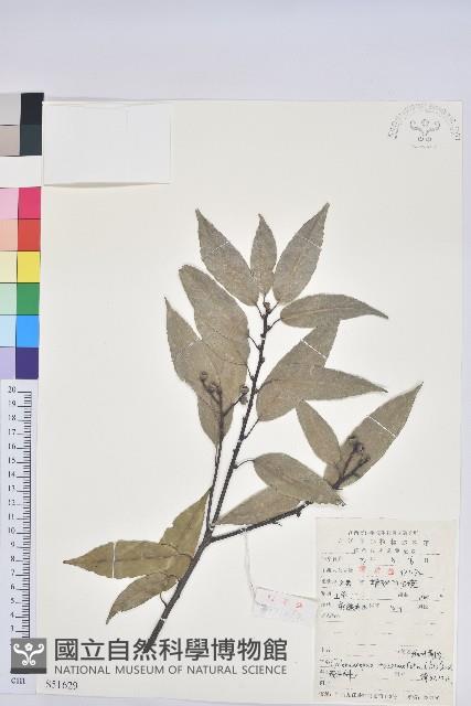 細葉青剛、黑稠、黑櫟、小葉青剛藏品圖，第1張