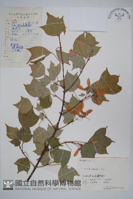 三角楓藏品圖，第1張